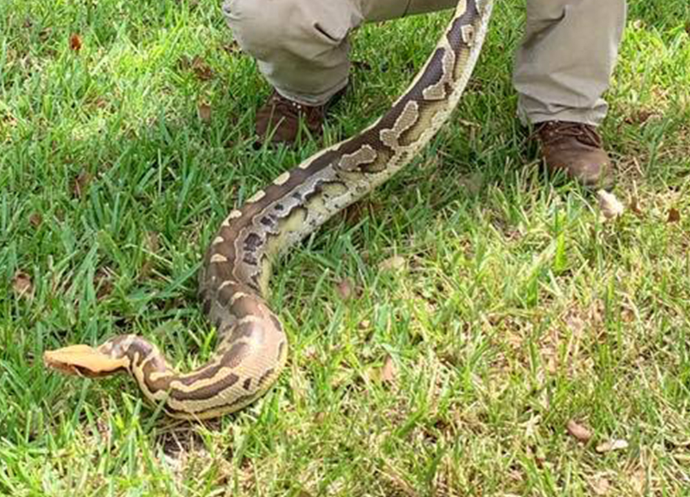 Snake - AAAC Wildlife Removal of Treasure Coast
