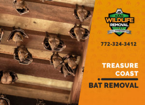 bat exclusion in treasure coast