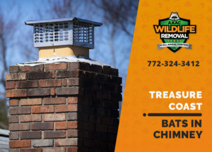 bat in chimney treasure coast