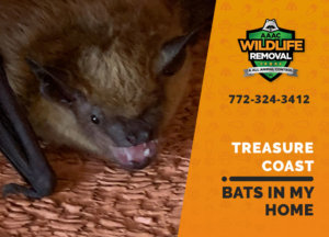 bats in my treasure coast home