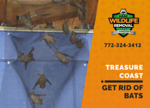 get rid of bats treasure coast
