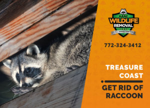 get rid of raccoon treasure coast