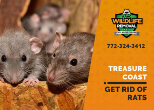 get rid of rats treasure coast