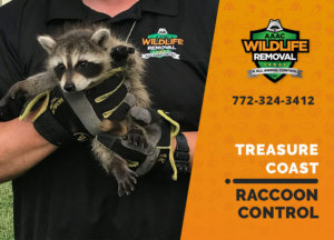 raccoon control treasure coast