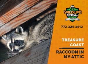 raccoon stuck in attic treasure coast