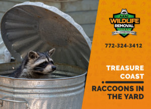 raccoons in my yard treasure coast