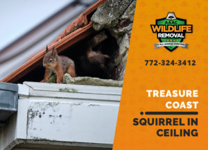 squirrel stuck in ceiling treasure coast