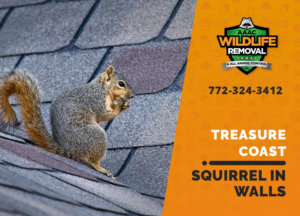 squirrel in the wall treasure coast