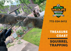 squirrel trapping program treasure coast