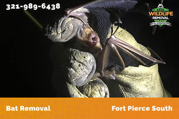Bat Removal Fort Pierce South