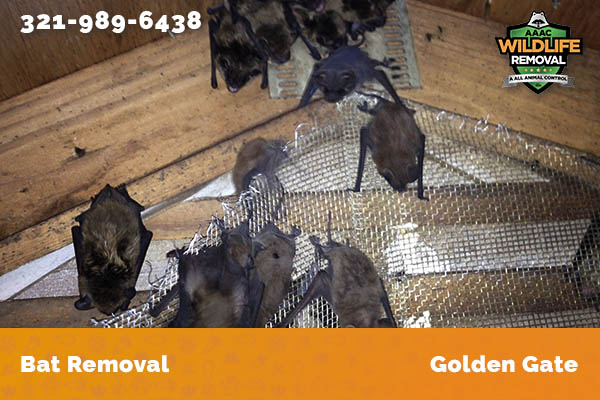 Bat Removal Golden Gate