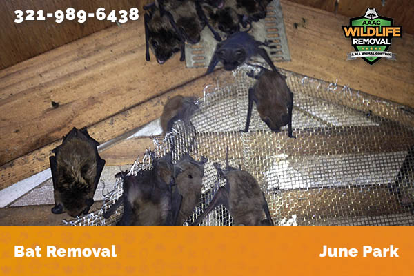 Bat Removal June Park