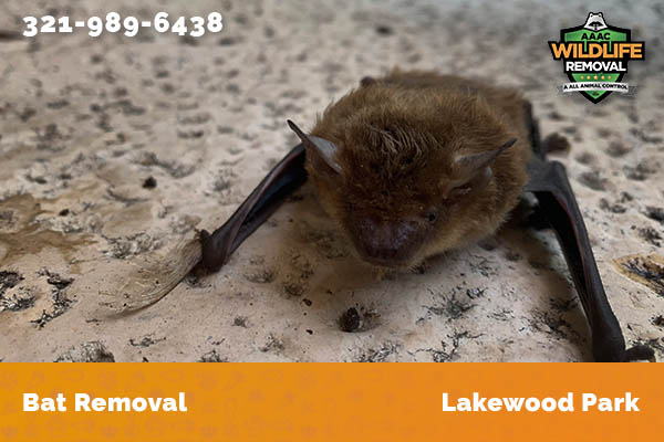 Bat Removal Lakewood Park