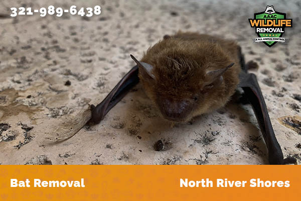 Bat Removal North River Shores