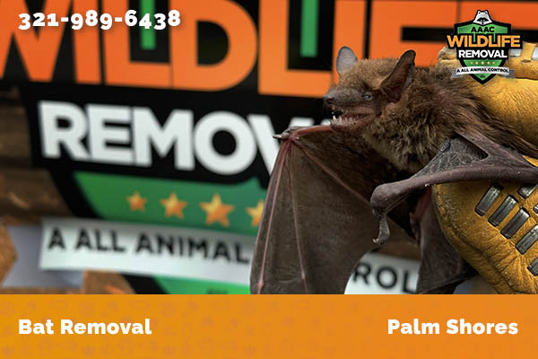 Bat Removal Palm Shores