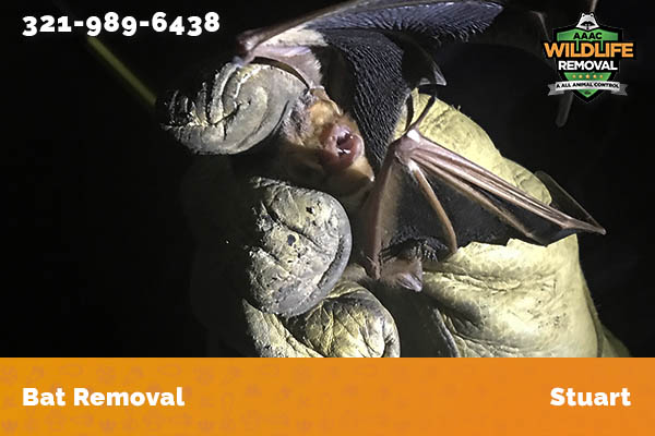 Bat Removal Stuart