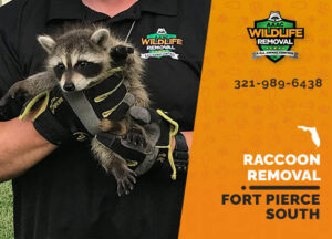 Raccoon Removal Fort Pierce South
