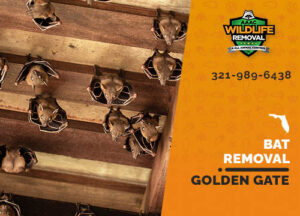 Bat Removal Golden Gate