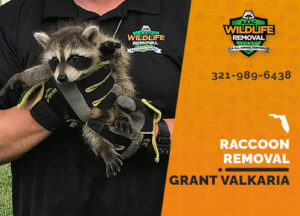 Raccoon Removal Grant Valkaria