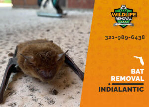 Bat Removal Indialantic