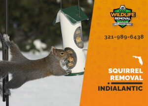 Squirrel Removal Indialantic