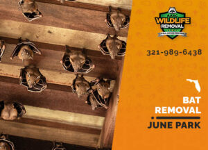 Bat Removal June Park