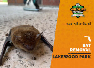 Bat Removal Lakewood Park
