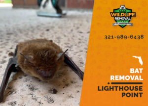 Bat Removal Lighthouse Point