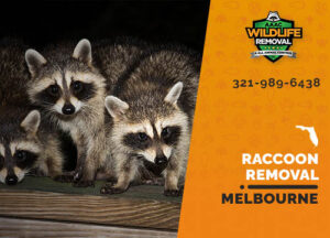 Raccoon Removal Melbourne