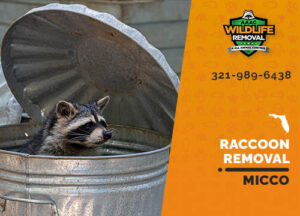 Raccoon Removal Micco