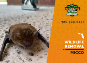 Wildlife Removal Micco