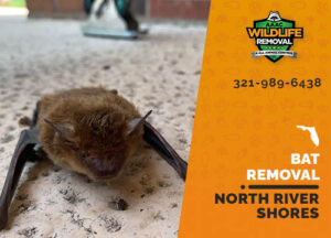 Bat Removal North River Shores
