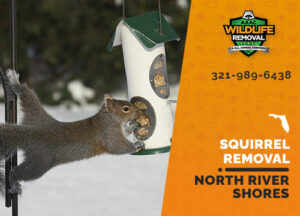 Squirrel Removal North River Shores