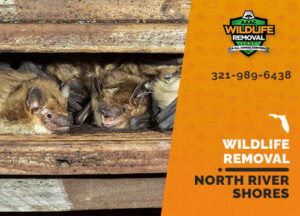Wildlife Removal North River Shores