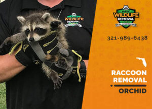 Raccoon Removal Orchid