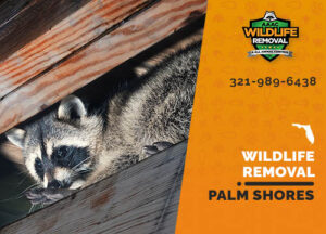 Wildlife Removal Palm Shores
