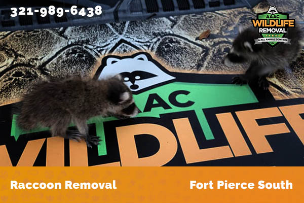 Raccoon Removal Fort Pierce South