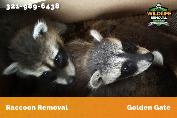 Raccoon Removal Golden Gate