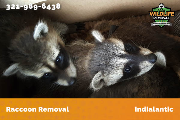 Raccoon Removal Indialantic