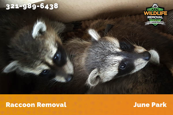Raccoon Removal June Park