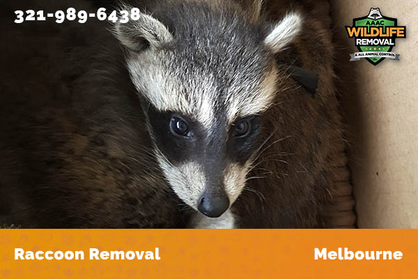 Raccoon Removal Melbourne