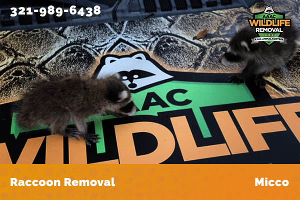 Raccoon Removal Micco