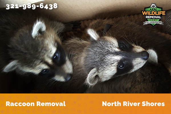Raccoon Removal North River Shores
