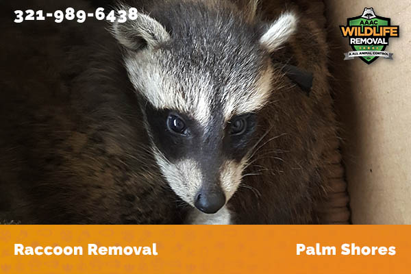 Raccoon Removal Palm Shores