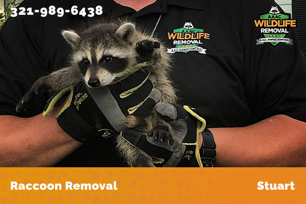 Raccoon Removal Stuart