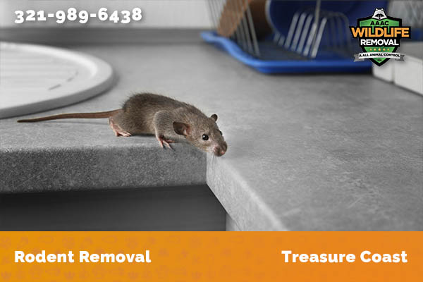 Rodent Removal Treasure Coast