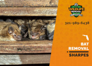 Bat Removal Sharpes