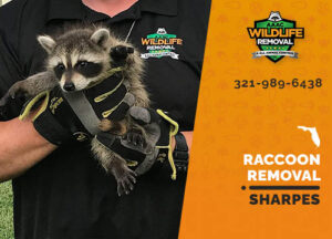 Raccoon Removal Sharpes