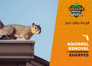 Squirrel Removal Sharpes