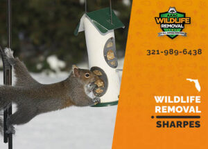 Wildlife Removal Sharpes